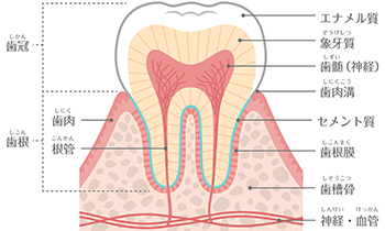 Save the Enamel　エナメル質を温存する治療